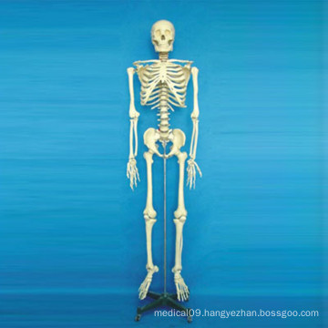 High Quality Medical Teaching Human Skeleton Model (R020102)